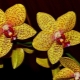 Золотые орхидеи: разнообразие сортов и правила ухода