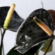 Антуриум с черными цветами: разновидности и особенности выращивания