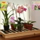 «Циркон» и «Эпин» для орхидей: особенности и использование