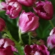 Фиалка «Волшебный тюльпан»: описание сорта и советы по уходу