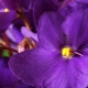 Фиолетовые и сиреневые фиалки: описание сортов и советы по уходу