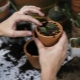 Как правильно пересадить кактус?
