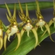 Орхидея брассия: особенности, виды и уход