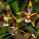 Орхидея одонтоглоссум: описание и уход в домашних условиях