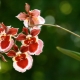 Орхидея онцидиум: описание, виды и уход