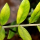 У замиокулькаса желтеют листья: причины и правила лечения