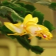 Желтый декабрист (шлюмбергера): особенности выращивания