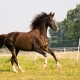 Американские лошади: разновидности пород и их особенности