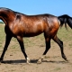 Арабские лошади: описание породы, виды и особенности ухода