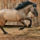 Башкирская лошадь: характеристика породы