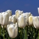 Белые тюльпаны: описание, сорта и выращивание