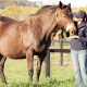 Беременность у лошади: длительность и особенности ухода