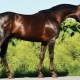 Буденновская порода лошадей: история создания, характеристика и содержание
