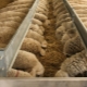 Чем и как правильно кормить овец в домашних условиях? 