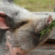 Чем и как правильно кормить свиней? 