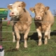 Электропастух для коров: как выбрать и как сделать?