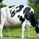 Голландская порода коров: характеристики, содержание и продуктивность
