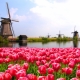Голландские тюльпаны: сортовое разнообразие и советы по выращиванию
