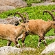 Горная коза: особенности и описание пород