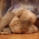 Как и сколько спят кролики?