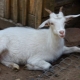 Как определить вес козы?
