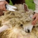 Как правильно и чем стричь овец? 