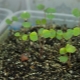 Как вырастить рассаду из семян бальзамина в домашних условиях?