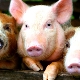 Какие породы свиней лучше разводить в Московской области?