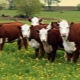 Казахская белоголовая порода коров: описание и правила содержания