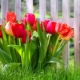 Когда и как правильно сажать тюльпаны? 