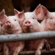 Корм для свиней Purina: особенности выбора и применения