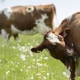 Корова с отверстием в боку: зачем его делают в желудке и с чем связано его применение?