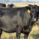 Коровы породы ангус: характеристика и особенности содержания