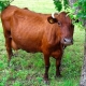 Красногорбатовская порода коров: описание и правила содержания