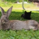 Кролик серый великан: характеристика породы и разведение 