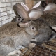 Кролики фландры: описание, выбор, уход, размножение