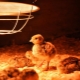 Лампы для обогрева цыплят