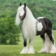Лошадь тинкер: характеристики и советы по разведению