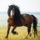 Лошади породы Владимирский тяжеловоз: характеристика и содержание