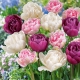 Махровые тюльпаны: описание, сорта и выращивание