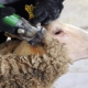 Машинки для стрижки овец: устройство и тонкости выбора