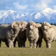 Меринос: характеристика породы овец и выращивание 