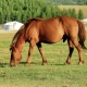 Монгольская лошадь: отличительные черты, уход и использование