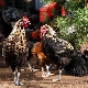 Московская черная порода кур: происхождение, характеристика, уход и размножение