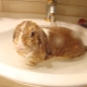 Можно ли купать кролика и как это правильно делать?