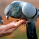 Николаевские голуби: описание и выращивание 