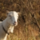 Общая характеристика коз породы Ламанча и правила их содержания