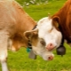 Охота у коровы: длительность, признаки, проблемы