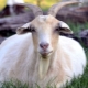 Окот козы: сроки и признаки