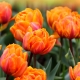 Оранжевые тюльпаны: популярные сорта, посадка и уход 